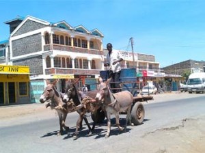 Donkies Pulling Cart
