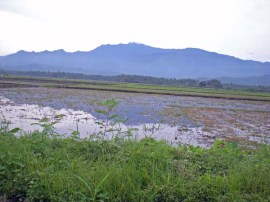 Wet Rice Fields